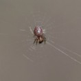 /album/araneidae/araniella-sp-juvenile-jpg/